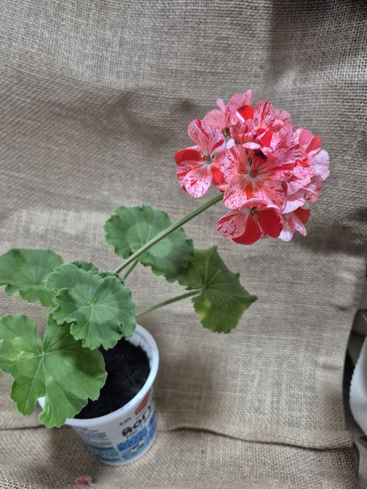 Продам пеларгонію
