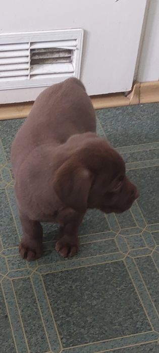 Labrador Retriever Rezerwacja PIES