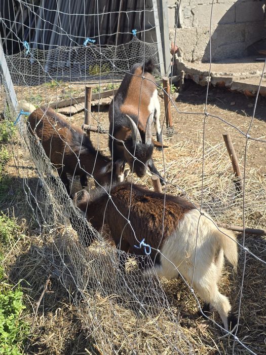 Cabras e cabritos anões
