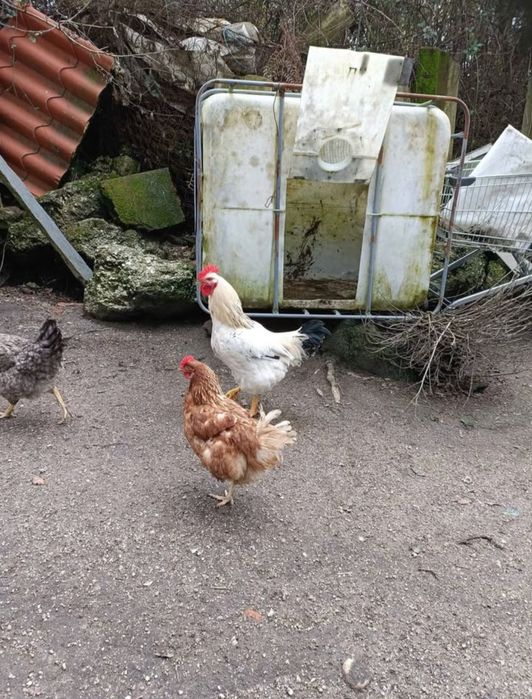 Galo (Raça Inglesa)