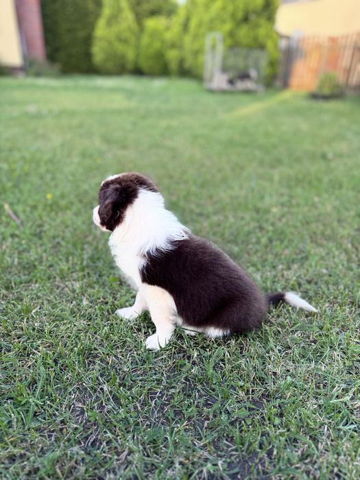 Szczeniaczek  Śliczna Suczka Border Collie Czekoladka