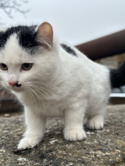 Котик безкоштовно, кіт 3 місяця, кошення