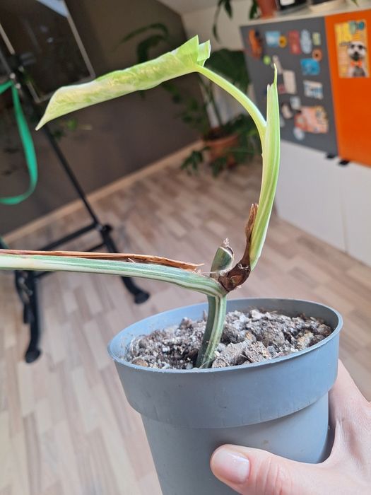 Monstera variegata