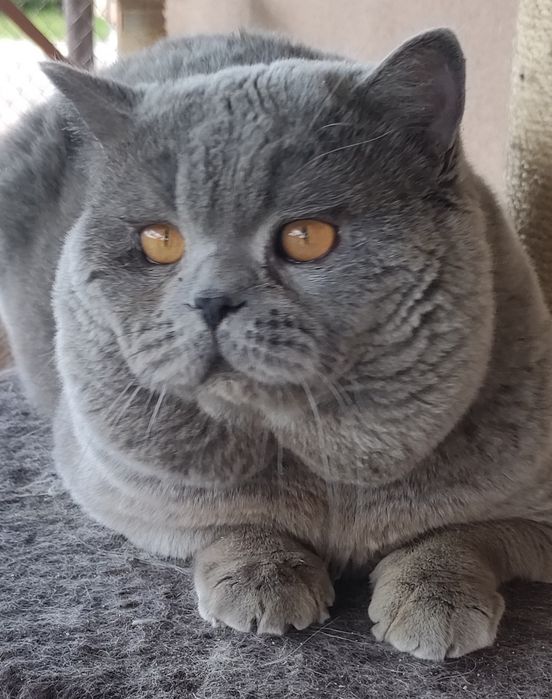 Kot brytyjski kocur reproduktor gr krwi B