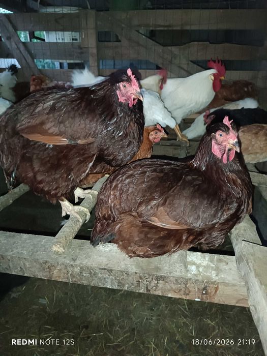 GALINHAS Rhode Island Red
