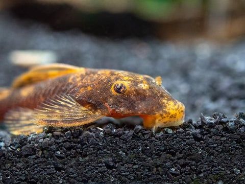Bristlenose Pleco (Ancistrus spp.)