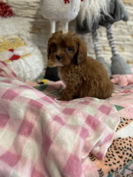 samiec red cavapoo pudel cavalier