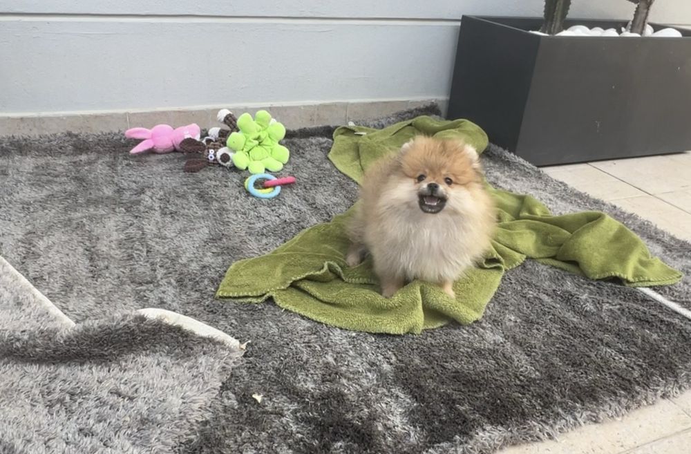 Lulu da pomerânia  macho com LOP spitz alemão anão