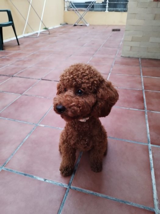 Caniche/Poodle Red - Acasalamento