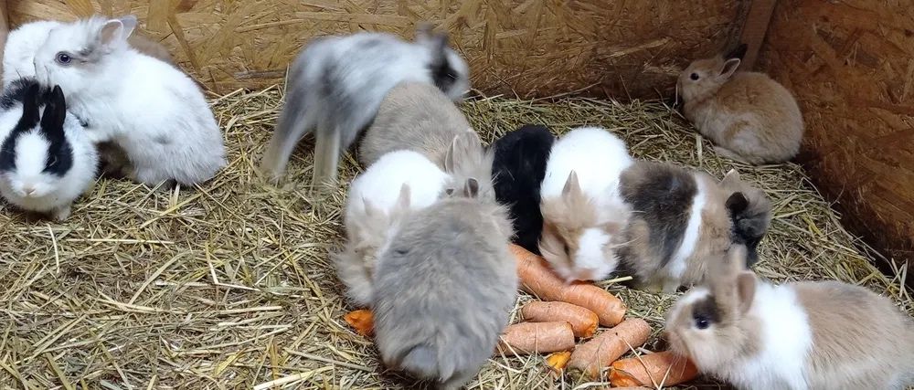 Kroliki miniaturki piekne mini lop baranki angorki karzelek