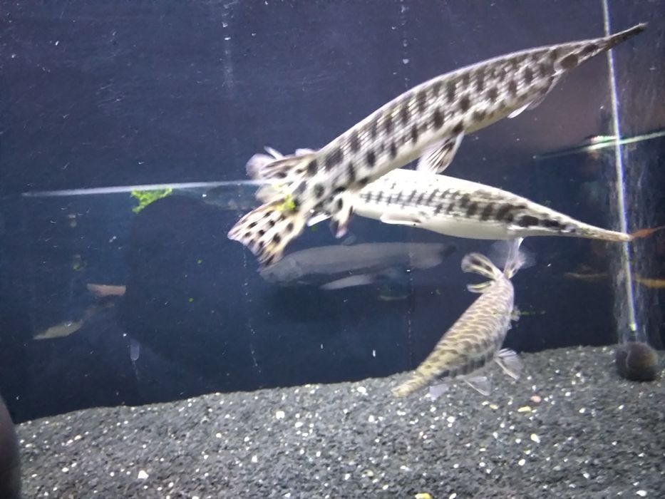 , Niszczuka Plamista  35 - 40 cm