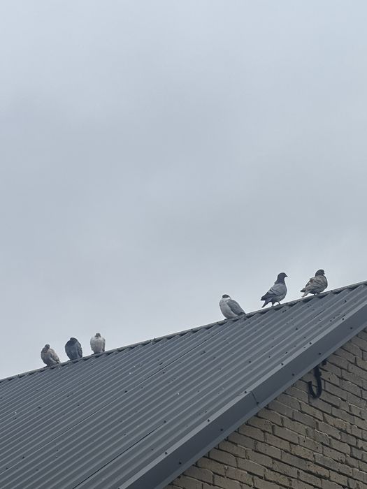 Gołębie różne rodzaje