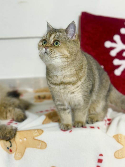 Kotka brytyjska  z legalnej hodowli