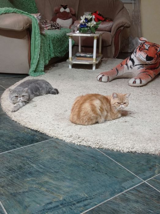 Экзотические кот и кошка