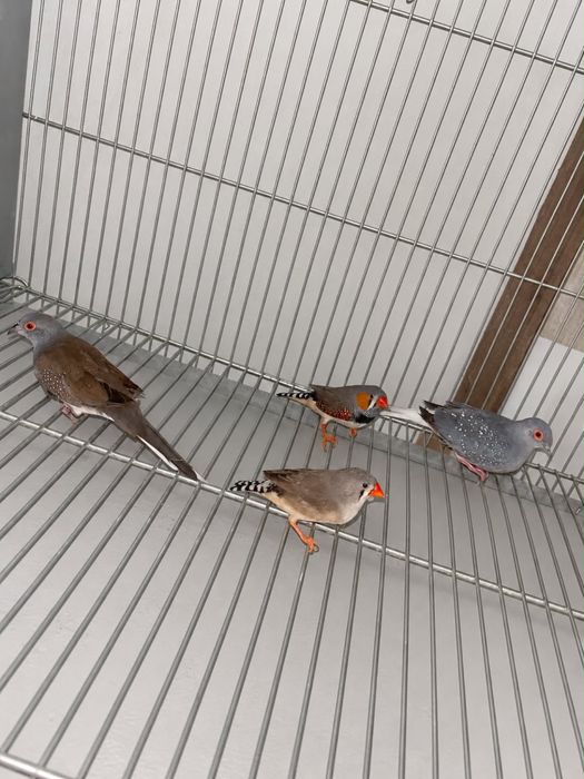 Casal de mandarins / rolas de diamante