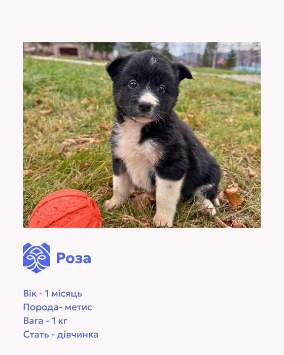 Цуценята-метиси шукають домівки.