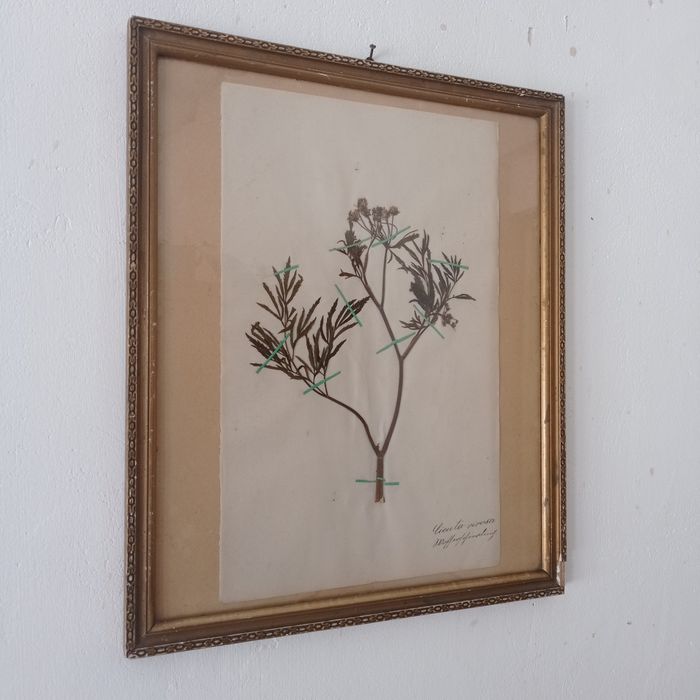 Herbarium secesyjne zielnik antyk
