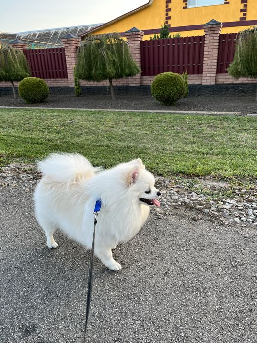 Померанский  шпиц мишки