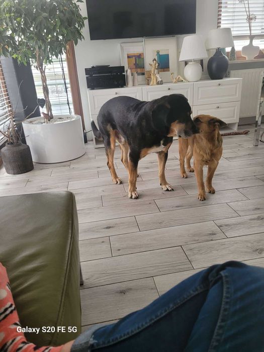 Urocza, młodziutka ALMA czeka na kochający domek.Adopcja!