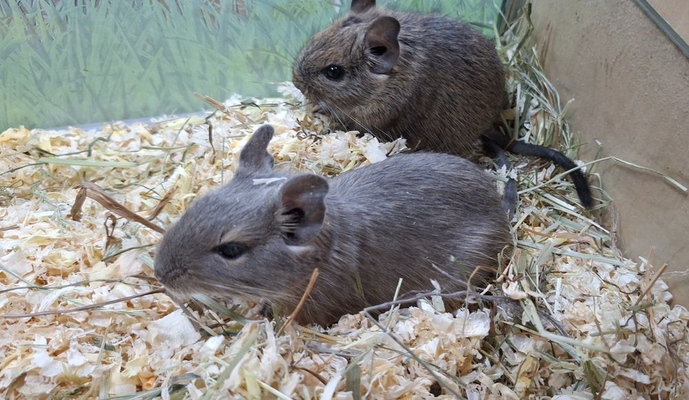 Koszatniczki samice siostry młodziutkie.