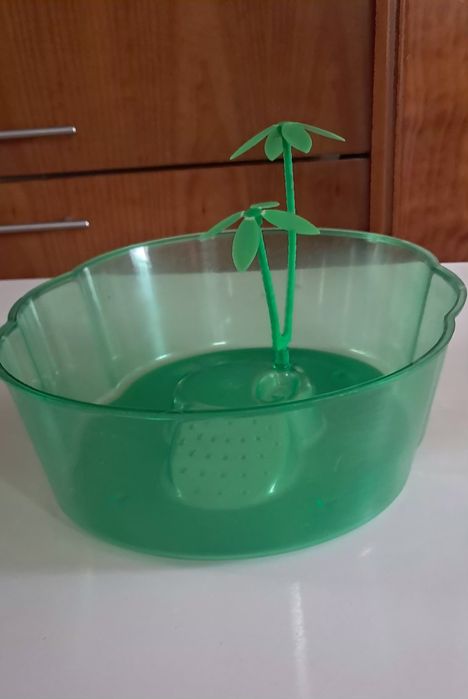Tartarugueira verde
