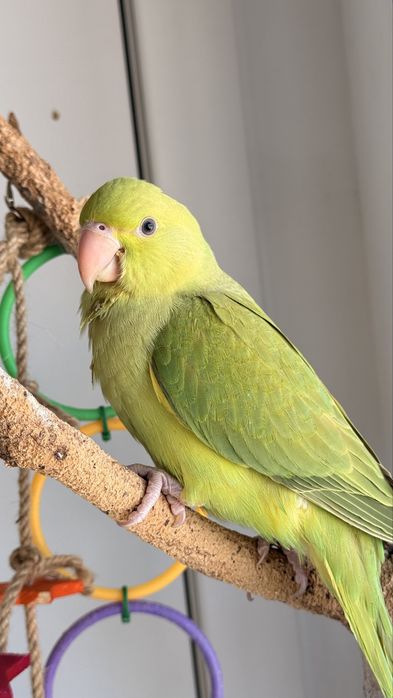 Vendo Ring neck fêmea de 3 meses domesticada