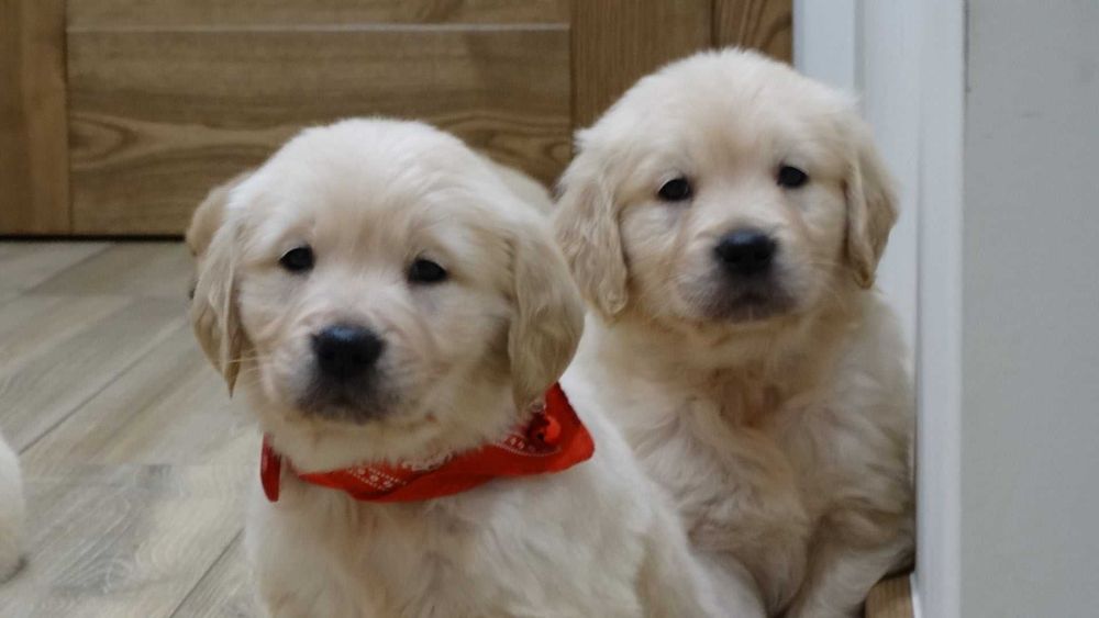 Golden retriever piękny piesek