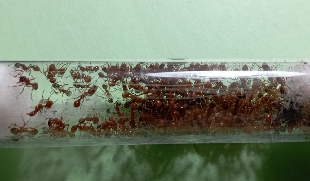 Myrmica Sp. 2Q + 300w