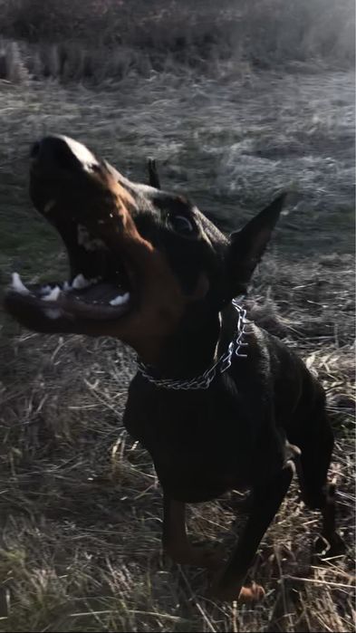 Продам добермана