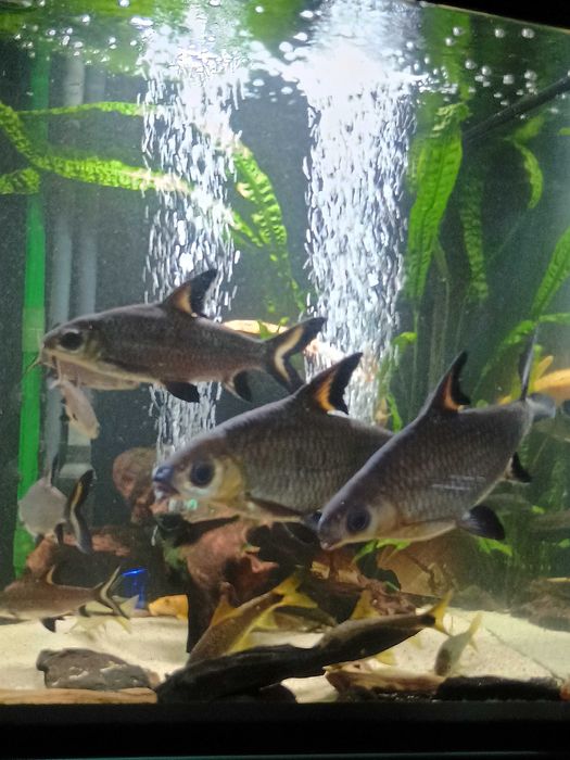 Brzanka rekinia piękne sztuki