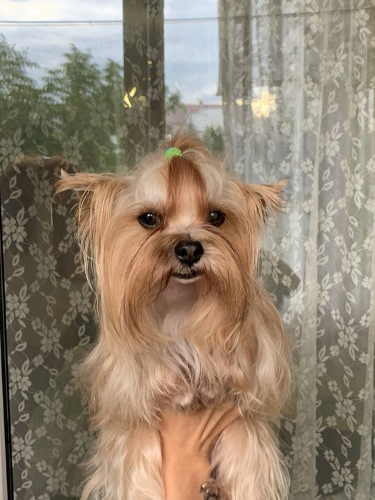 Вязка Йорк Трускавець