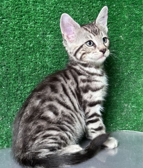 Три мальчика бенгала