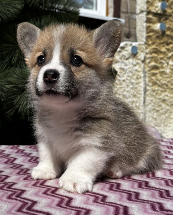 Дівчинка коргі з документами