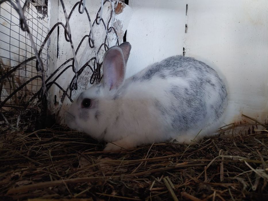 Кролі живою вагою