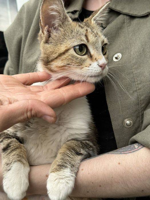Кошенята шукають родину