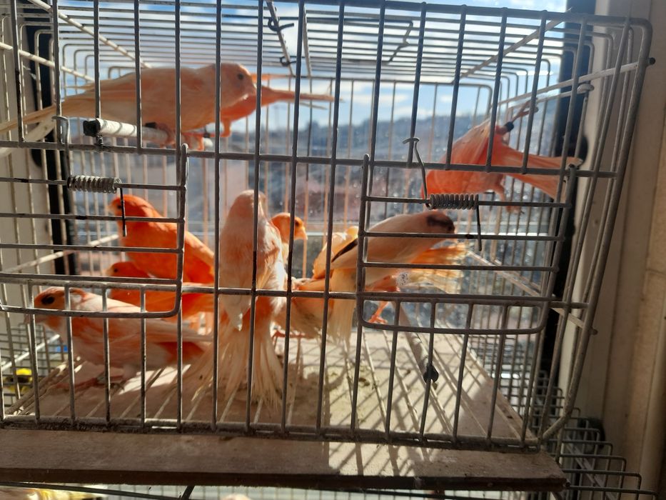 Lindos canarios prontos a criar.