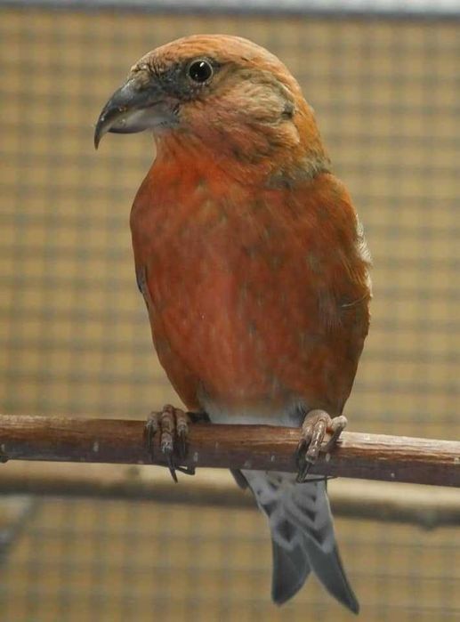 Aves anilhadas 2025