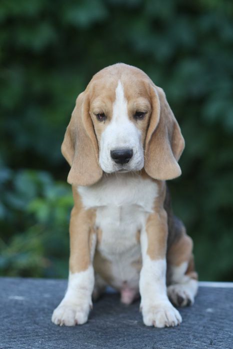 Цуценя бігля з професійного розплідника