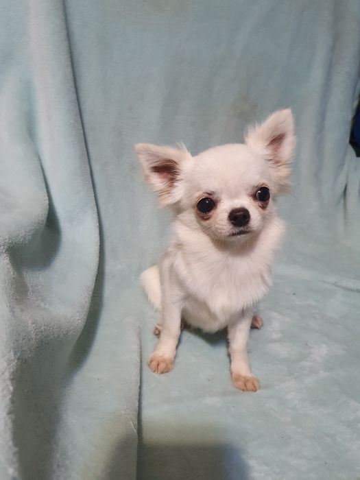 Девочка крем длинношерстная