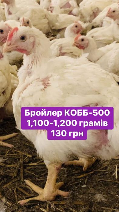 Бройлер підрощений 1,00-1,100 КОББ-500