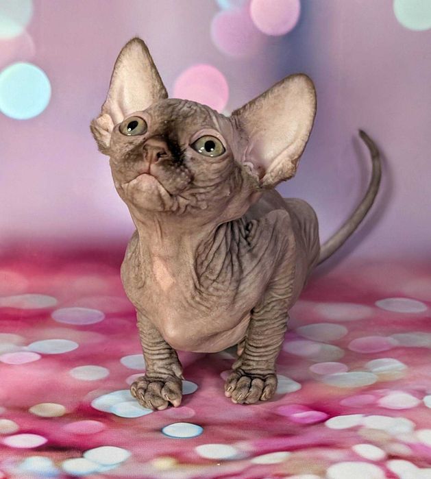 Scarlett Sfinks kanadyjski Czekoladowa dziewczynka