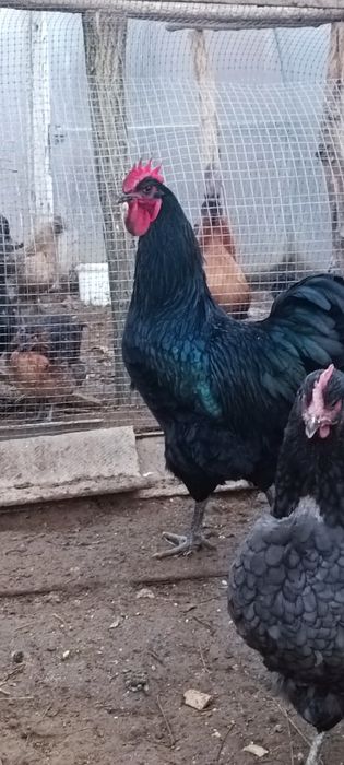 Продам молодого півня породи Ддерсійський гігант