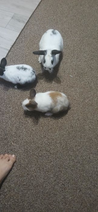 Oddam królika miniaturkę