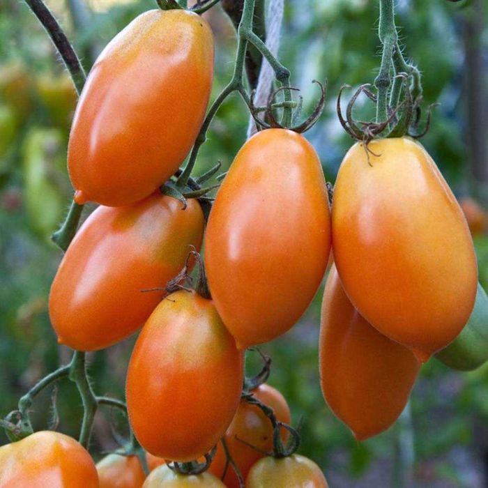 10 Sementes de Tomate Orange Banana