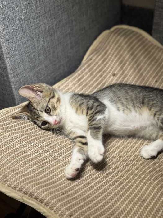 Подарю котенка, 3+ мес, есть выбор