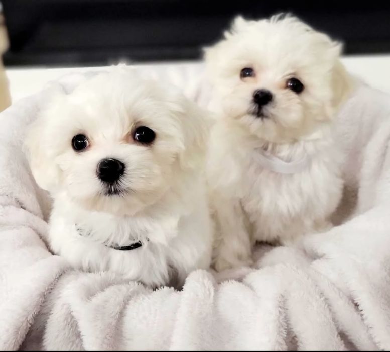 Maltańczyk suczka rodowodowa na Wielkanoc