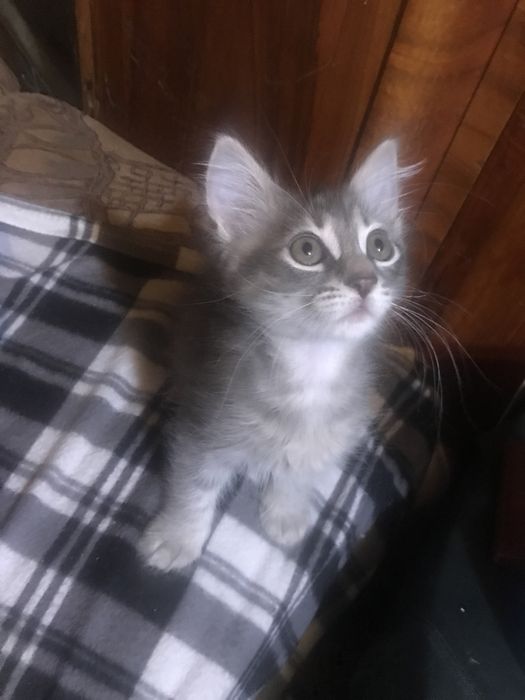 Котята в хорошие ответственные руки