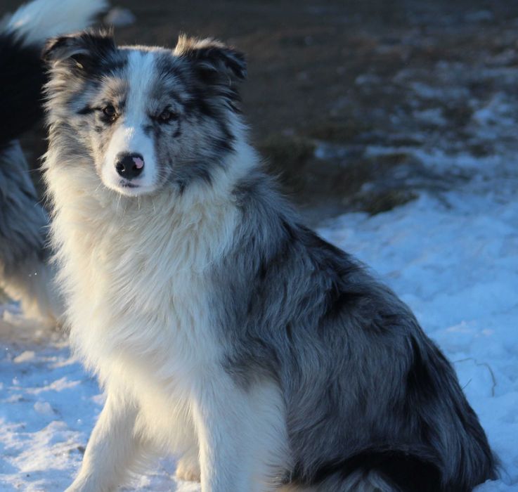 Piesek Border Collie ZKwP/FCI