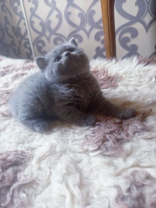 Kotka Brytyjska niebieska rodowód WCF