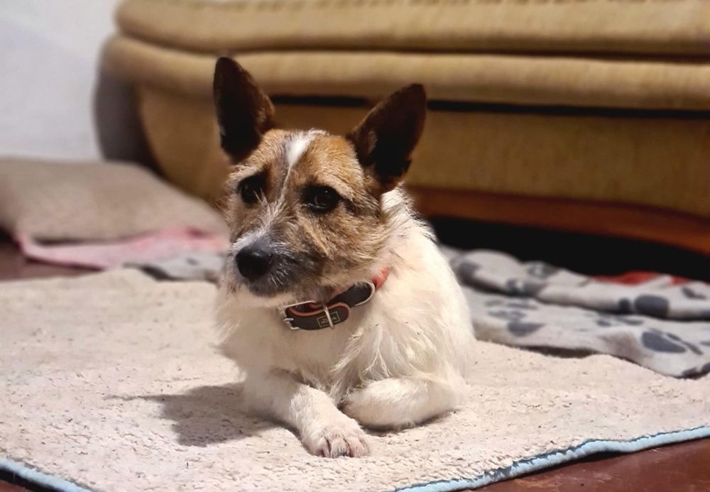 Piękna dama z charakterkiem szuka domu